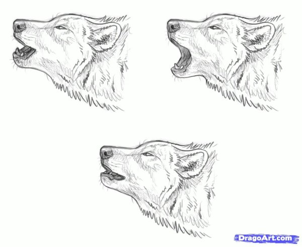 Волк морда карандашом сбоку