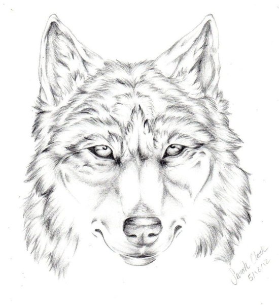 Волк рисунок
