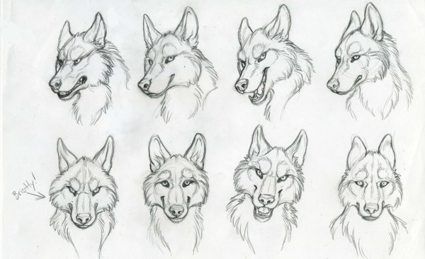 Голова волка для рисования