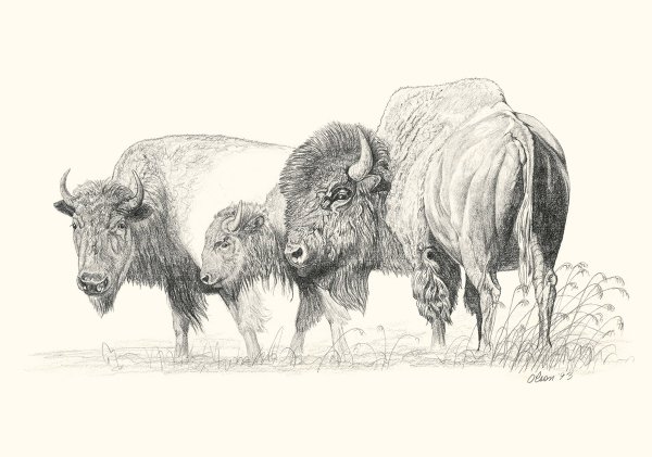 ЗУБР раскраска