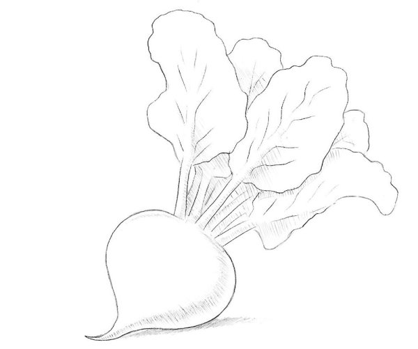 Нарисовать свеклу