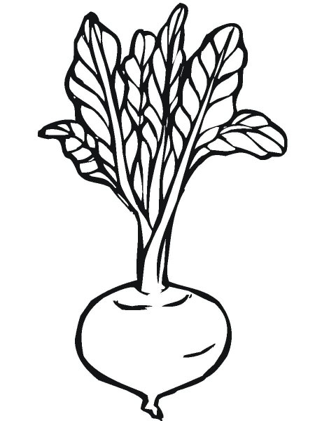 Свекла карандашом легко