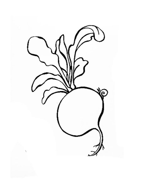 Свекла контур