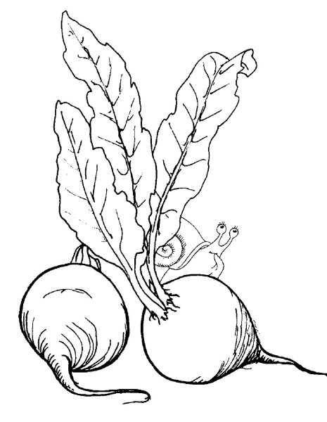 Свекла раскраска для детей