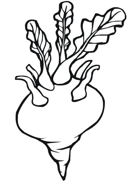 Редис раскраска