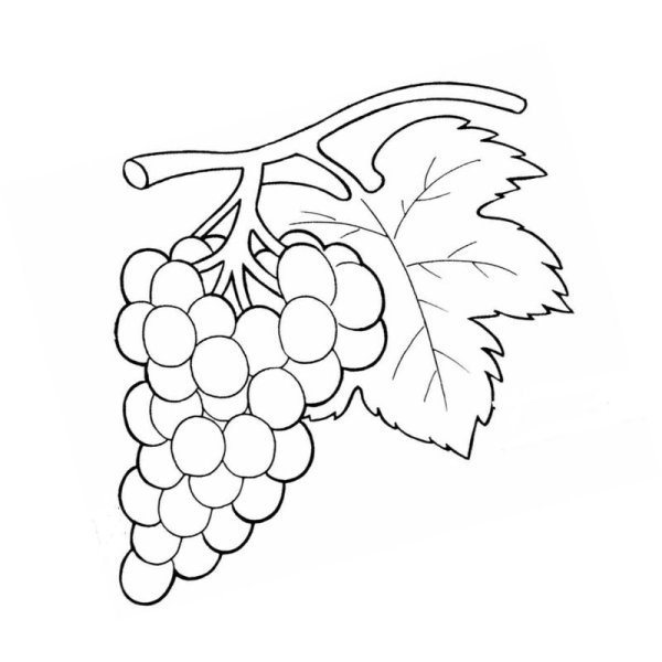 Гроздь винограда раскраска