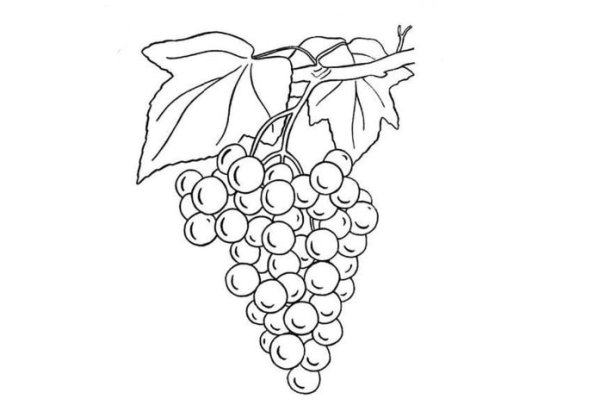 Виноград карандашом