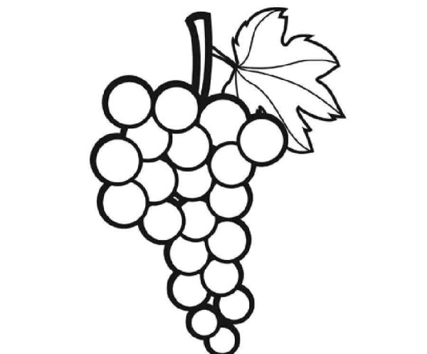 Поэтапное рисование винограда