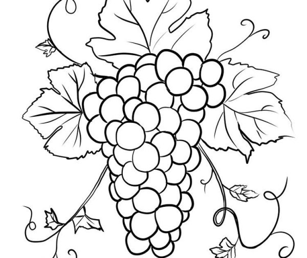 Виноград для срисовки карандашом