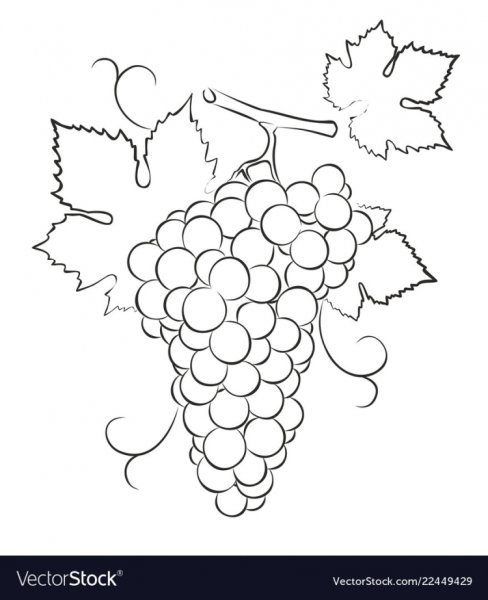 Крупная раскраска виноград