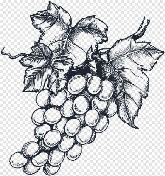 Виноград штриховка