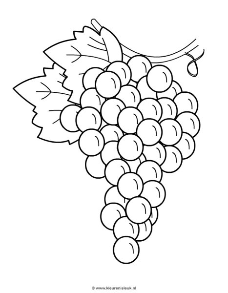 Гроздь винограда контур