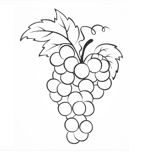 Виноград рисунок карандашом