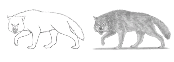 Волк на псарне рисунок легкий карандашом