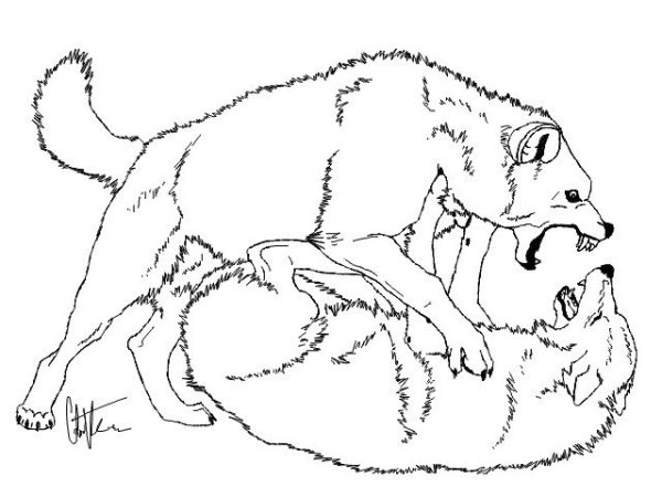 Волк на псарне раскраска