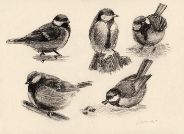 Зарисовки птиц