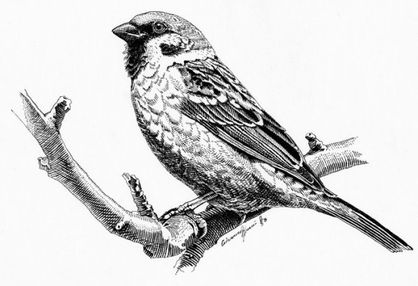 Воробей карандашом