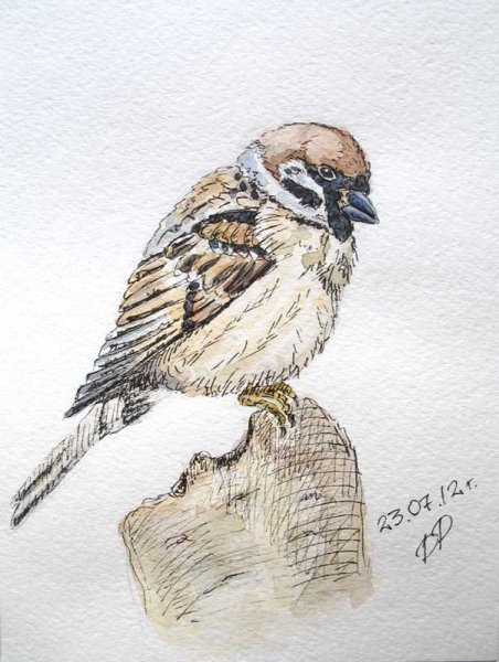 Зарисовки птиц