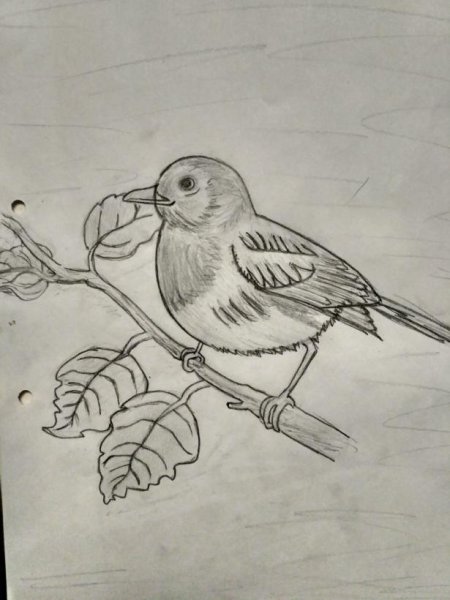 Рисование птиц для детей
