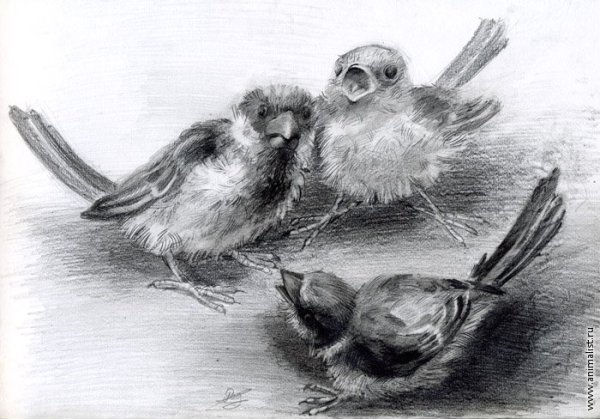 Воробей карандашом