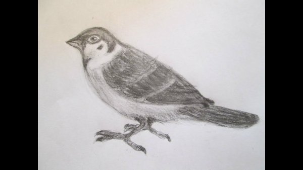 Воробей цветными карандашами