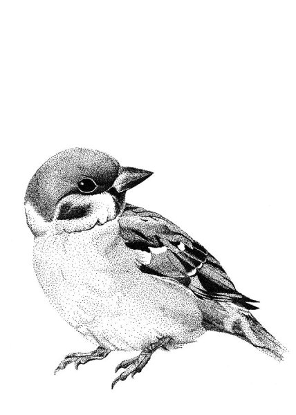 Зарисовки птиц карандашом