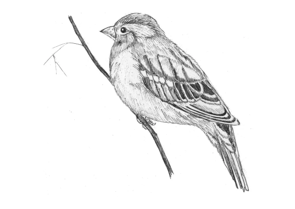 Воробей для срисовки