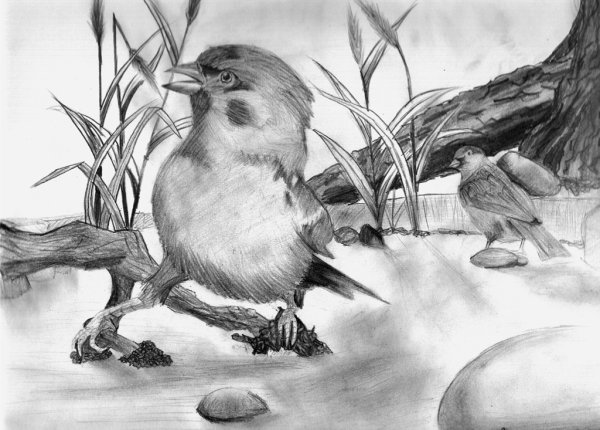 Воробей раскраска