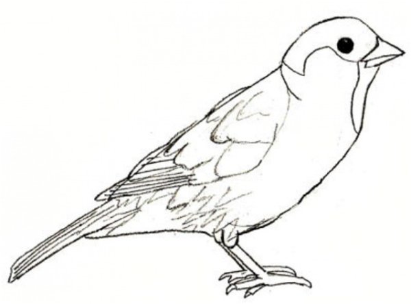 Воробей на ветке раскраска