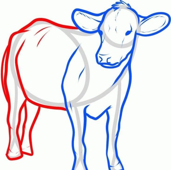 Корова рисунок карандашом