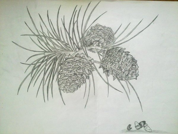 Рис хвоинок сосны