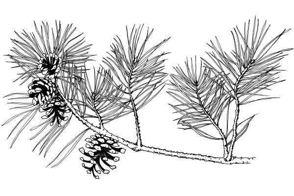 Сосновая шишка рисунок