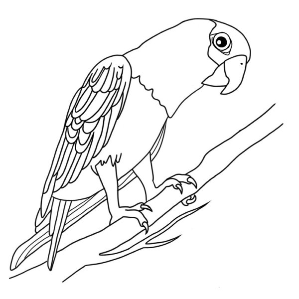 Попугай рисунок