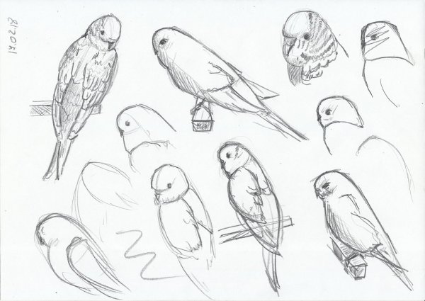 Наброски и зарисовки животных и птиц