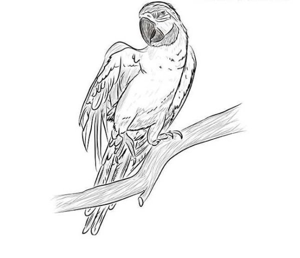 Картинки попугаев карандашом