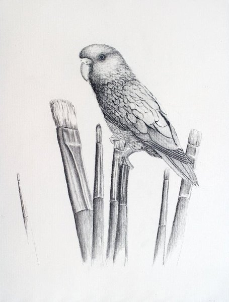 Попугай жако рисовать