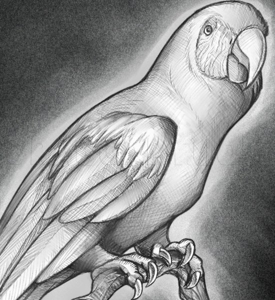 Попугай карандашом