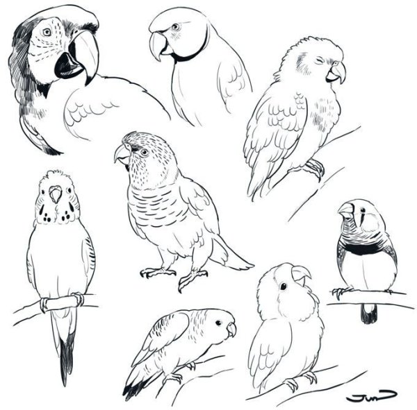 Наброски попугаев