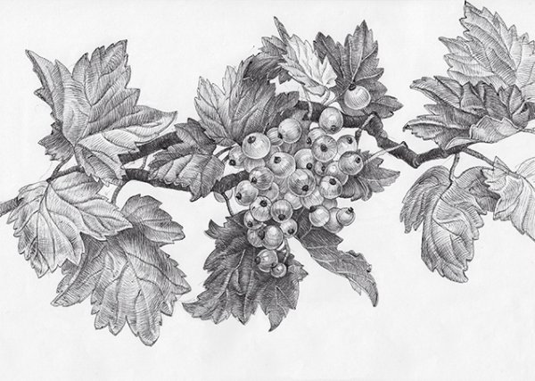 Смородина Ботаническая иллюстрация