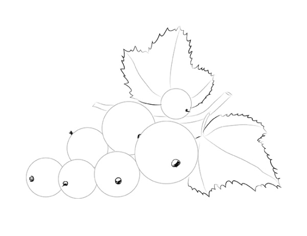 Смородина раскраска для детей