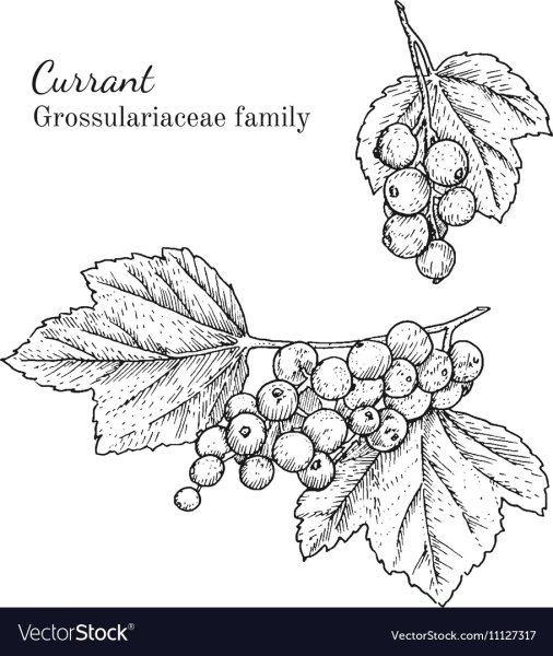 Смородина Графика