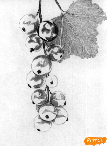 Смородина рисунок карандашом