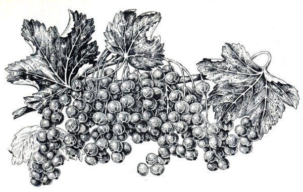Ягоды эскиз