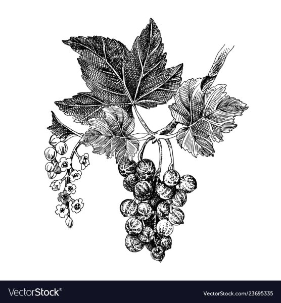 Смородина Графика