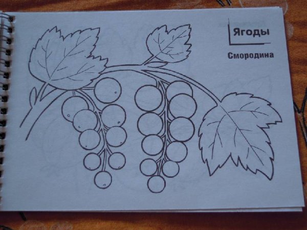 Смородина раскраска