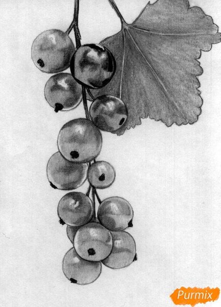 Смородина Графика