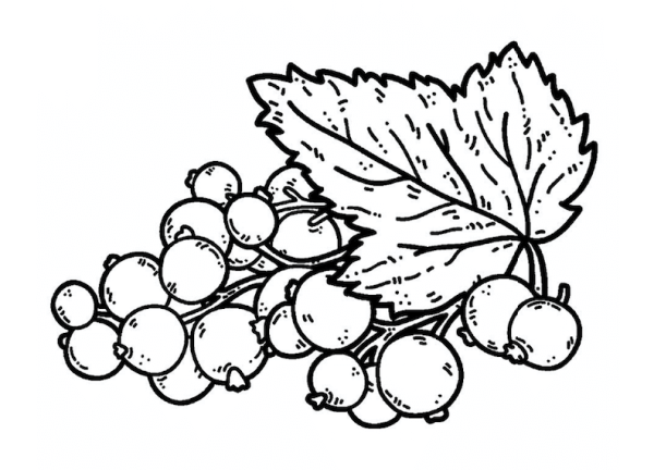 Красная смородина раскраска