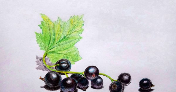 Смородина гравюра