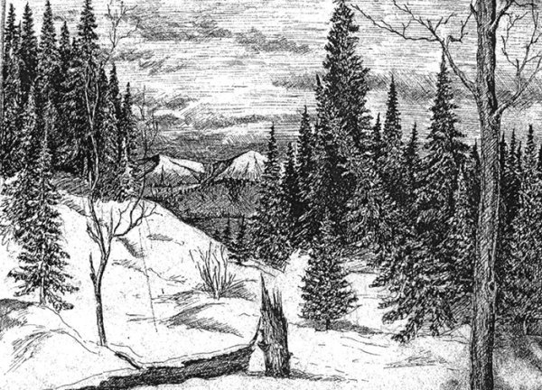 Тайга рисунок