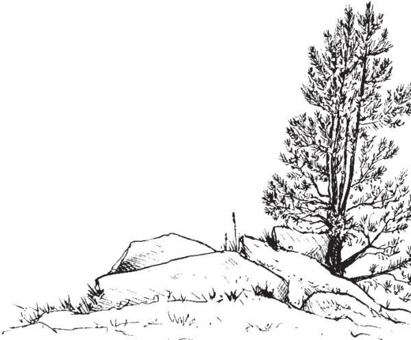 Тайга рисунок карандашом